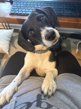 Rescue Basset Hound and Mixed Breed Dogs for Adoption in Johnston, Iowa - Panda | PetCurious