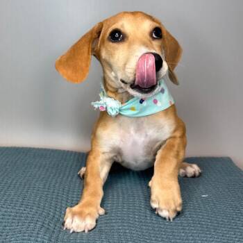 Lily -  Miniature Dachshund and Beagle Dog for Adoption in San Antonio, Texas - Lily | PetCurious