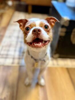 Dandelion Dot -  Boston Terrier and Wirehaired Terrier Dog for Adoption in Friendswood, Texas - Dandelion Dot | PetCurious