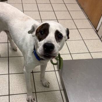 Bog Roll -  Mixed Breed Dog for Adoption in Charleston, West Virginia - Bog Roll | PetCurious