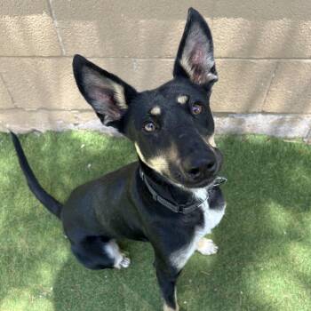 Zozo - Butler Campus -  Australian Kelpie Dog for Adoption in Flagstaff, Arizona - Zozo - Butler Campus | PetCurious