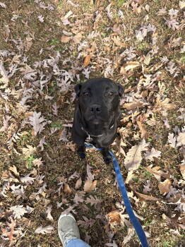 Rescue Labrador Retriever and American Staffordshire Terrier Dogs for Adoption in Holly Springs, North Carolina - Missey | PetCurious