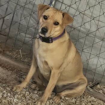 Hound and Mixed Breed Dogs Available for Adoption in Delta, Alabama - Coco | PetCurious