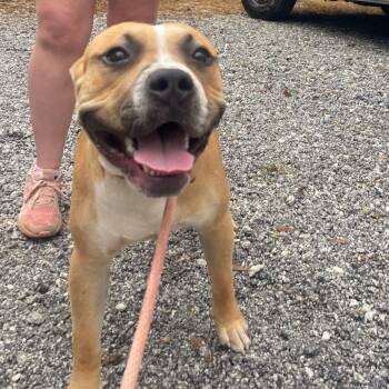 Ranger -  Boxer and Pit Bull Terrier Dog for Adoption in Valley, Alabama - Ranger | PetCurious
