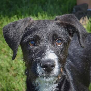 Puzo -  Schnauzer and Black Labrador Retriever Dog for Adoption in Huntley, Illinois - Puzo | PetCurious