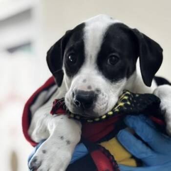 Mixed Breed Dogs Available for Adoption - Hanklyn | PetCurious