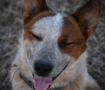 Leo- Loving -  Australian Cattle Dog Blue Heeler Dog for Adoption in Rockport, Indiana - Leo- Loving | PetCurious