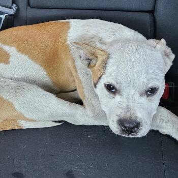 Pit Bull Terrier and Mixed Breed Dogs Available for Adoption - MILLIE | PetCurious