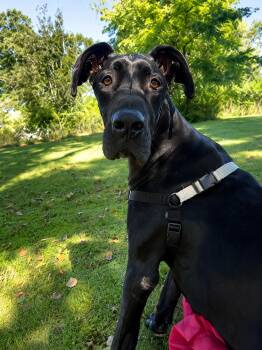 MILLIE MAE -  Great Dane Dog for Adoption in Lakesite, Tennessee - MILLIE MAE | PetCurious