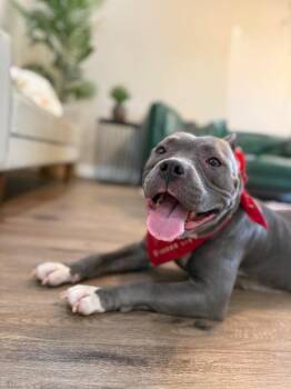 Opal June Queen of Sploots -  American Staffordshire Terrier and Pit Bull Terrier Dog for Adoption in Friendswood, Texas - Opal June Queen Of Sploots | PetCurious