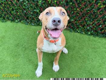 MONTY -  Mixed Breed Dog for Adoption in West Palm Beach, Florida - MONTY | PetCurious