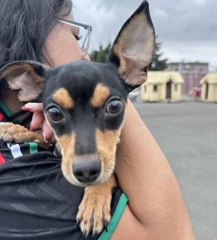 Quincy -  Miniature Pinscher Dog for Adoption in Vallejo, California - Quincy | PetCurious