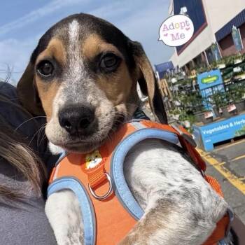 Beagle Dogs Available for Adoption - Charlie Brown | PetCurious