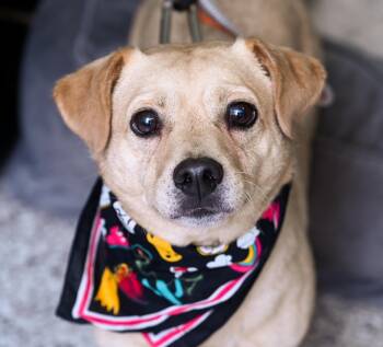 Meatloaf -  Terrier Dog for Adoption in Chattanooga, Tennessee - Meatloaf | PetCurious