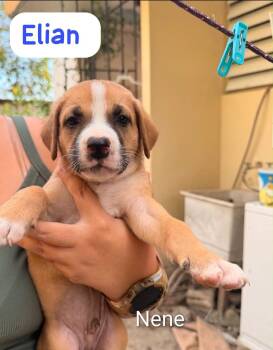 ELIAN (out of town) -  Labrador Retriever and Shepherd Dog for Adoption in New York, New York - ELIAN (out Of Town) | PetCurious