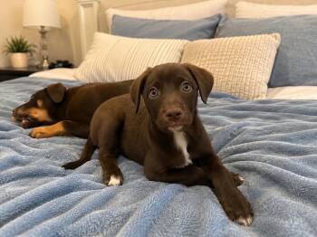 Peaches -  Australian Shepherd and Doberman Pinscher Dog for Adoption in Ephrata, Washington - Peaches | PetCurious