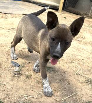 Catahoula Leopard Dog and Labrador Retriever Dogs Available for Adoption in Horn Lake, Mississippi - Gracey - Holly’s Litter Of 8 | PetCurious