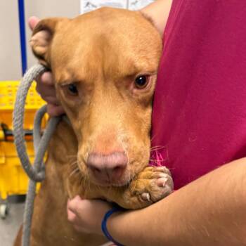 Viper -  Pit Bull Terrier Dog for Adoption in Yuma, Arizona - Viper | PetCurious