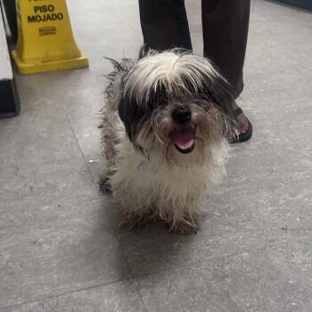Dallas -  Mixed Breed Dog for Adoption in Philadelphia, Pennsylvania - Dallas | PetCurious