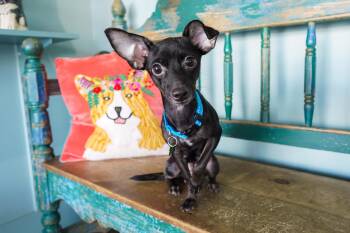 Winifred -  Chihuahua Dog for Adoption in San Antonio, Texas - Winifred | PetCurious