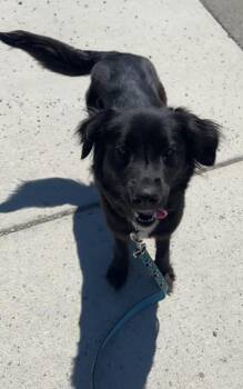 Phyllis -  Mixed Breed Dog Available for Adoption in Salamanca, New York - Phyllis | PetCurious