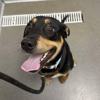 Jordy -  Hound Dog for Adoption in Des Moines, Iowa - Jordy | PetCurious