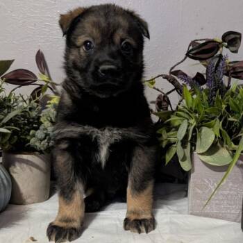 FWT Metal -  Mixed Breed Dog for Adoption in Midland, Texas - FWT Metal | PetCurious