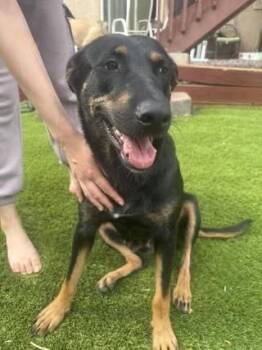 Martha -  Labrador Retriever Dog for Adoption in Colorado Springs, Colorado - Martha | PetCurious