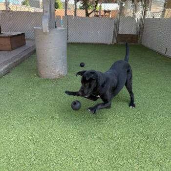Black Labrador Retriever and Mixed Breed Dogs Available for Adoption in Vancouver, Washington - Flint | PetCurious