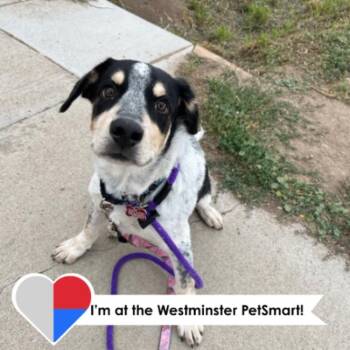 Shimano -  Australian Cattle Dog Blue Heeler and Mixed Breed Dog for Adoption in Fort Collins, Colorado - Shimano | PetCurious
