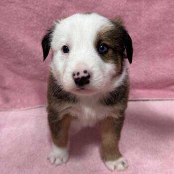 German Shepherd Dog and Collie Dogs Available for Adoption in Puslinch, Ontario - Ram | PetCurious