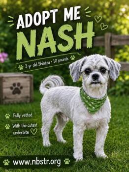 Nash -  Shih Tzu Dog for Adoption in Oak Creek, Wisconsin - Nash | PetCurious