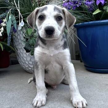 Mr. Goodbar Mini -  Husky and Hound Dog for Adoption in Andover, Massachusetts - Mr. Goodbar Mini | PetCurious