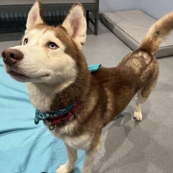 Everest -  Mixed Breed Dog for Adoption in Canal Winchester, Ohio - Everest | PetCurious