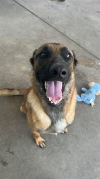 DOM -  Belgian Shepherd Malinois Dog for Adoption in Chula Vista, California - DOM | PetCurious