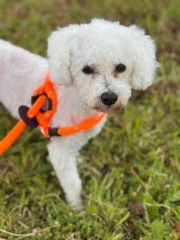 Bichon Frise Dogs Available for Adoption in Grants Pass, Oregon - Nimbus | PetCurious