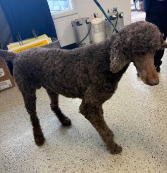 Poodle Dogs Available for Adoption - Duck *Standard* $450 | PetCurious