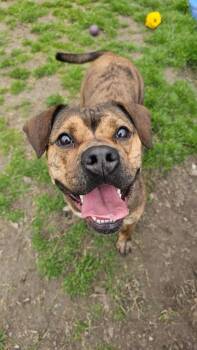 Pit Bull Terrier and Mixed Breed Dogs Available for Adoption - Toffee | PetCurious