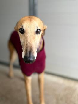 Galgo Spanish Greyhound Dogs Available for Adoption in Winter Park, Florida - Tostaito | PetCurious
