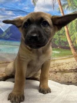 Tamara -  Shepherd and Mixed Breed Dog for Adoption in San Antonio, Texas - Tamara | PetCurious