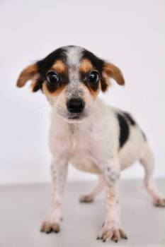 Target -  Terrier Dog for Adoption in San Diego, California - Target | PetCurious