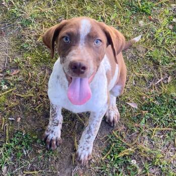 German Shorthaired Pointer and Labrador Retriever Dogs Available for Adoption in Glocester, Rhode Island - Donald | PetCurious