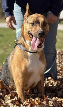 Hank -  German Shepherd Dog Dog for Adoption in Painesville, Ohio - Hank | PetCurious