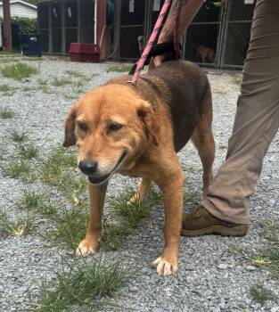Cookie -  Hound Dog for Adoption in Elizabethtown, North Carolina - Cookie | PetCurious
