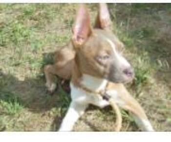 Brown -  Mixed Breed Dog for Adoption in West Chester, Pennsylvania - Brown | PetCurious