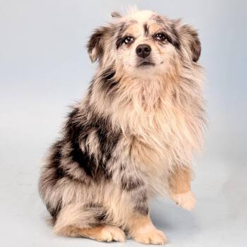 Australian Shepherd Dogs Available for Adoption in Portland, Oregon - Marky | PetCurious