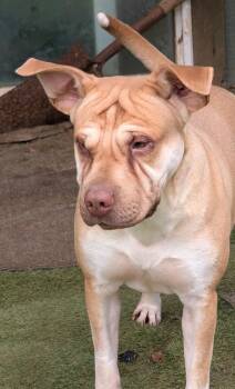 Shar Pei Dogs Available for Adoption in Sylva, North Carolina - Fergus | PetCurious