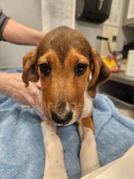 Jarvis -  Hound Dog for Adoption in Bloomington, Indiana - Jarvis | PetCurious
