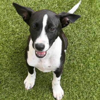 Green Goddess 3430 -  Labrador Retriever and Mixed Breed Dog Available for Adoption in Loxahatchee Groves, Florida - Green Goddess 3430 | PetCurious