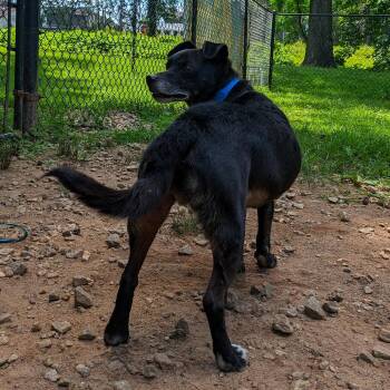 Nicholas -  Mixed Breed Dog for Adoption in Auburn, Alabama - Nicholas | PetCurious